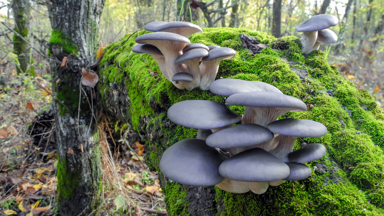 Wild oyster mushroom caps