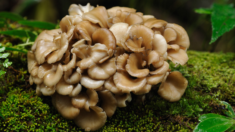 Maitake mushrooms 