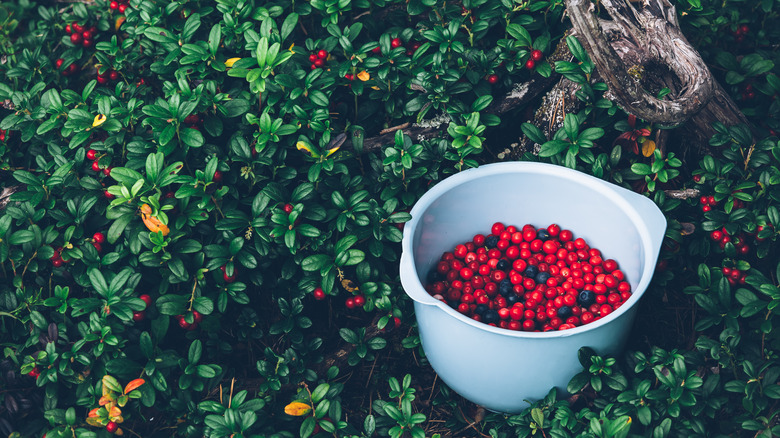 Fresh lingonberries in a bowl in a bush