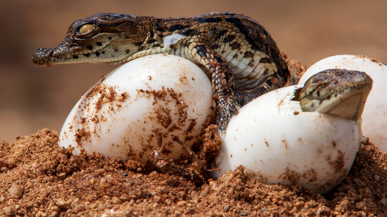 crocodiles hatching from eggs