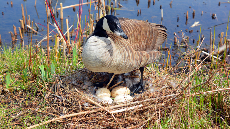 goose with its eggs