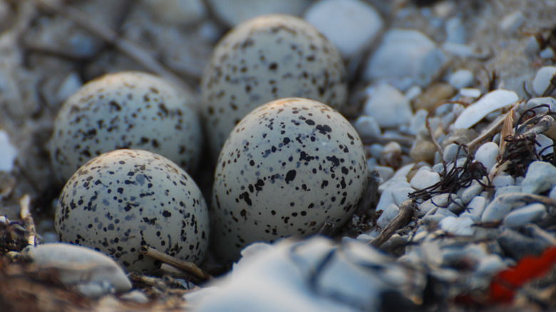 seagull eggs on beach