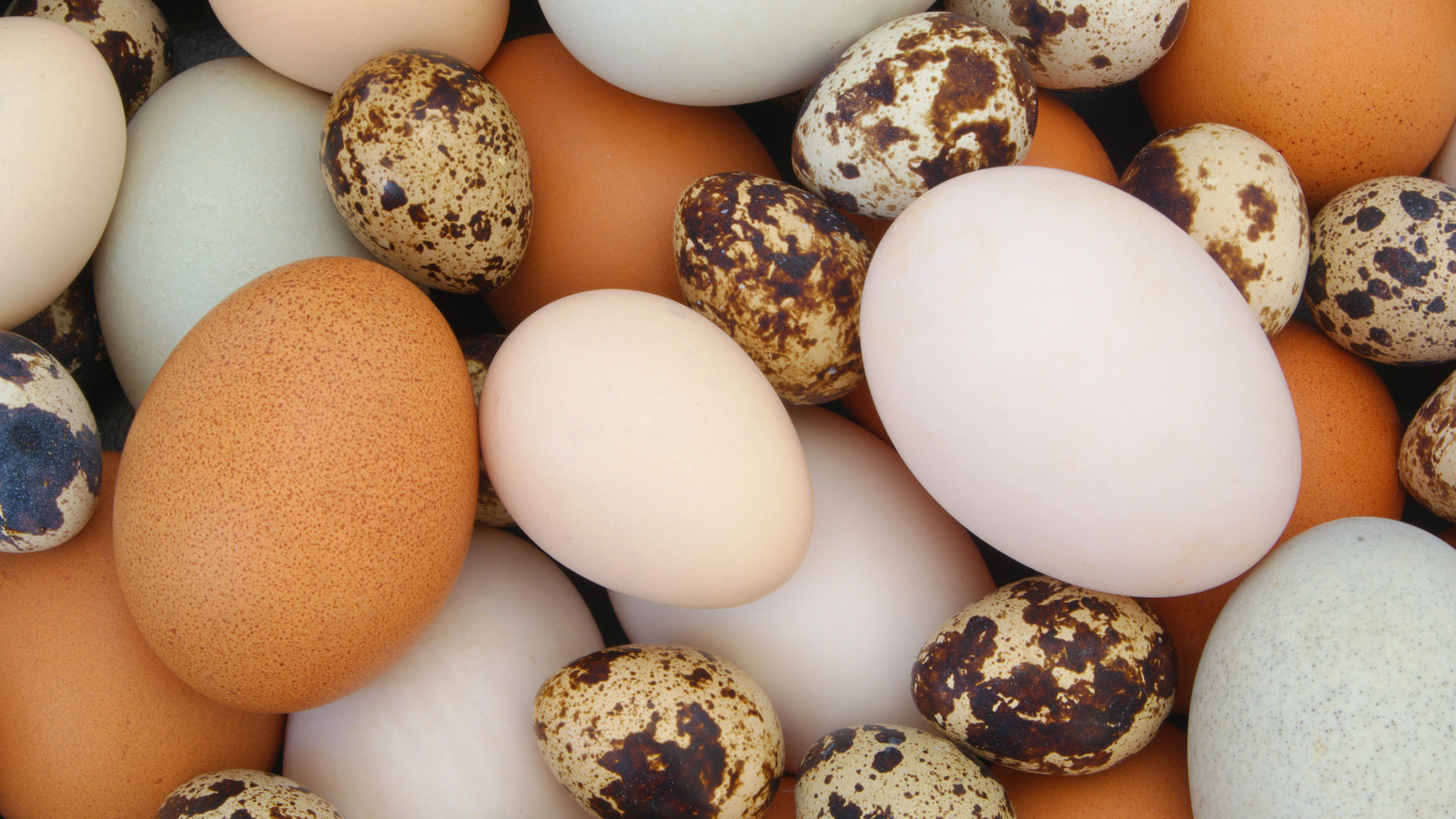 types of duck eggs