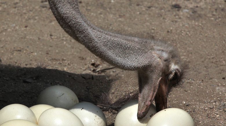 ostrich with its eggs