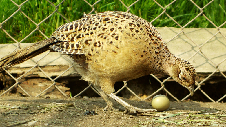 farm pheasant with egg