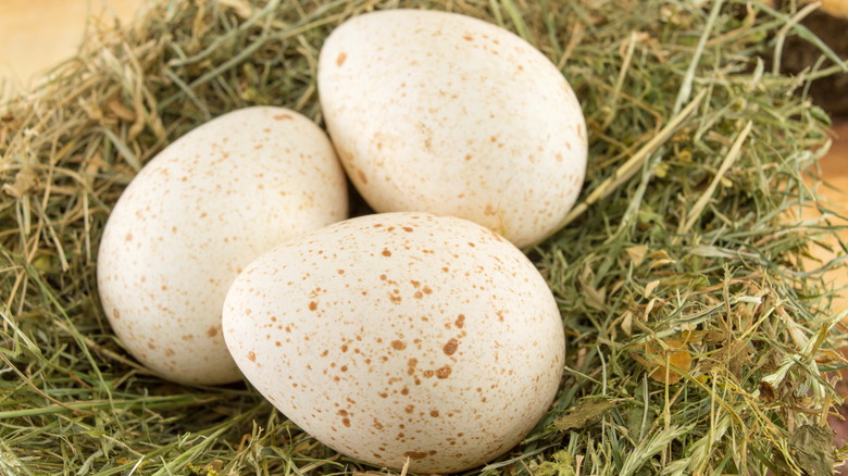 turkey eggs in nest