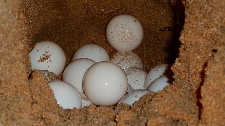 turtle eggs in sand