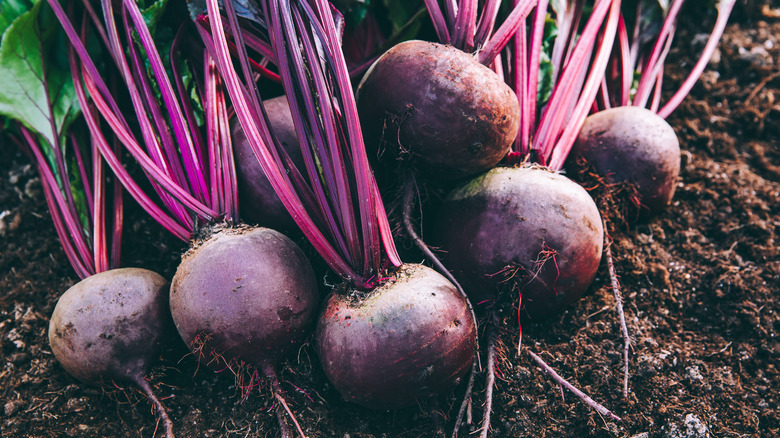 fresh beets with stems