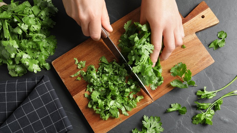 hands cutting cilantro on board