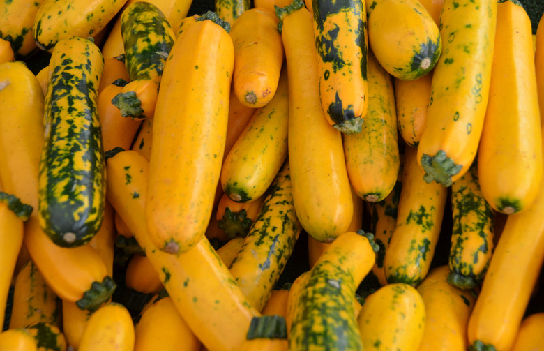 Summer Squash