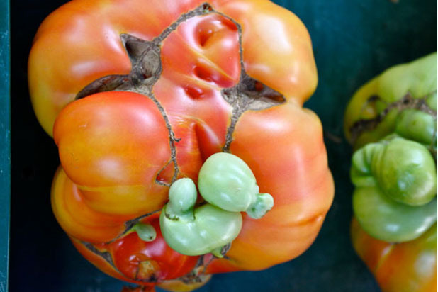 1. Hair-Raising Heirloom Tomatoes