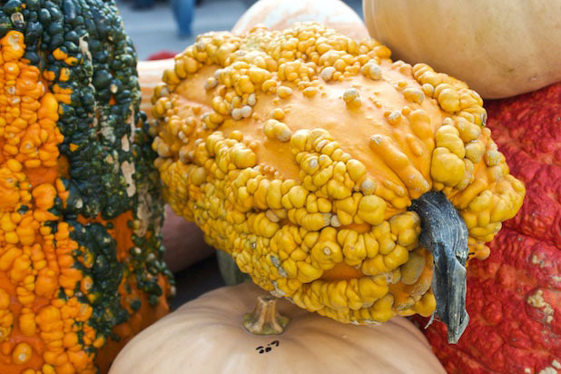 6. Goosebump Gourds