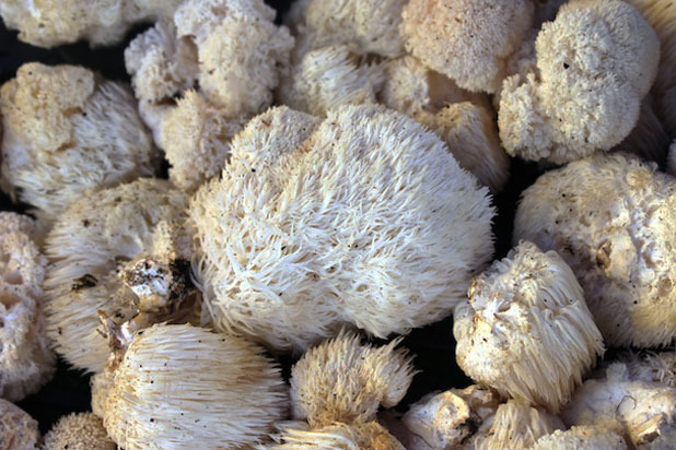 7. Pom Pom Mushrooms