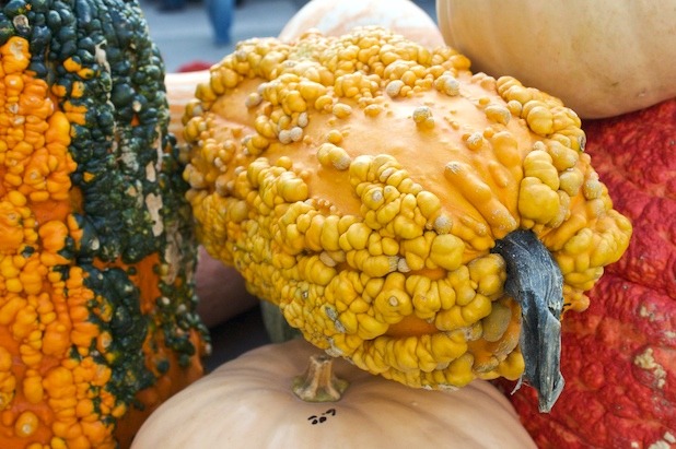 Goosebump Gourds