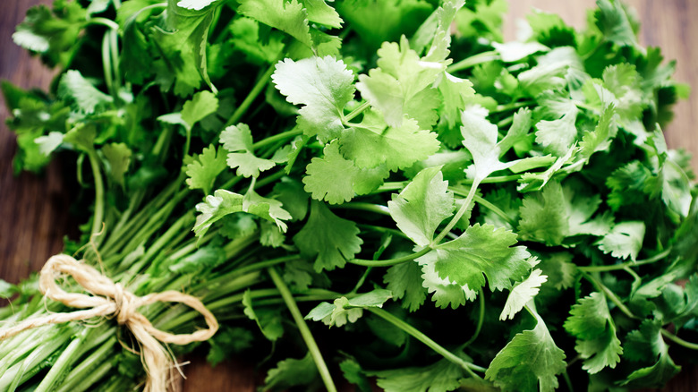 cilantro bunch tied with twine