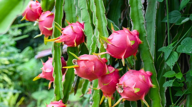 Ripe pitayas growing on vines