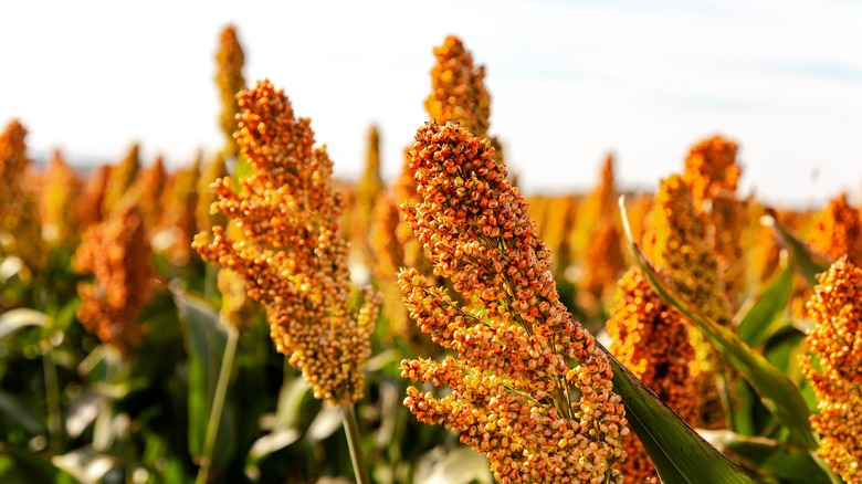 Sorghum growing in a field