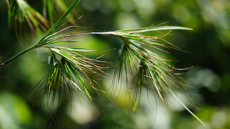 Bristly-looking themeda seed heads