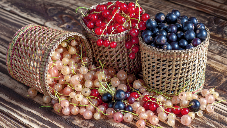 Different types of currant berries