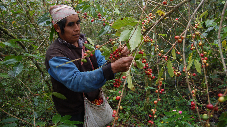 a indigenous Mexican man picks coffee berries