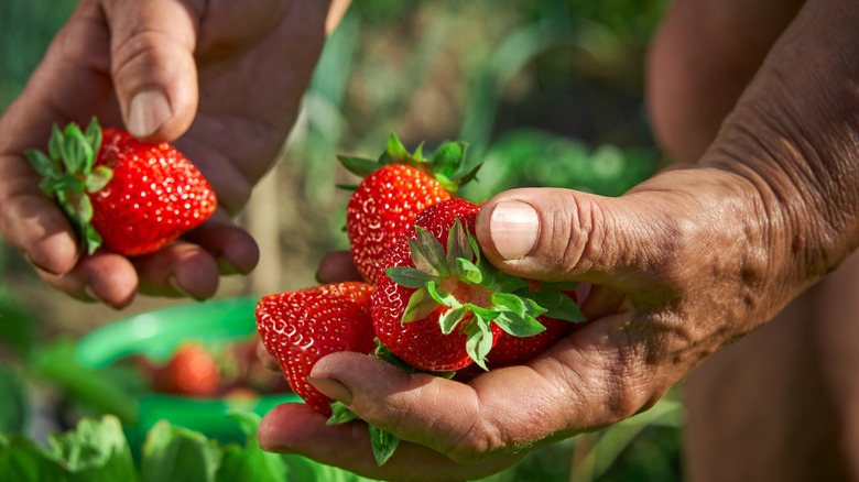 person holding freshly-picked strawberries