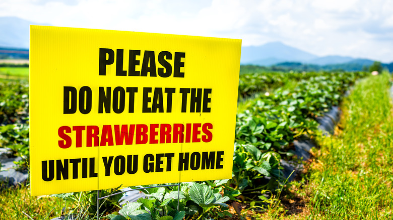 no eating strawberries sign