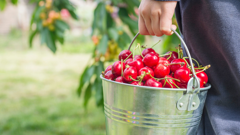 person holding bucket of cherries