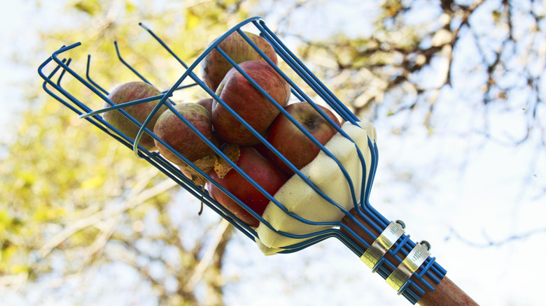 apples in fruit picker basket