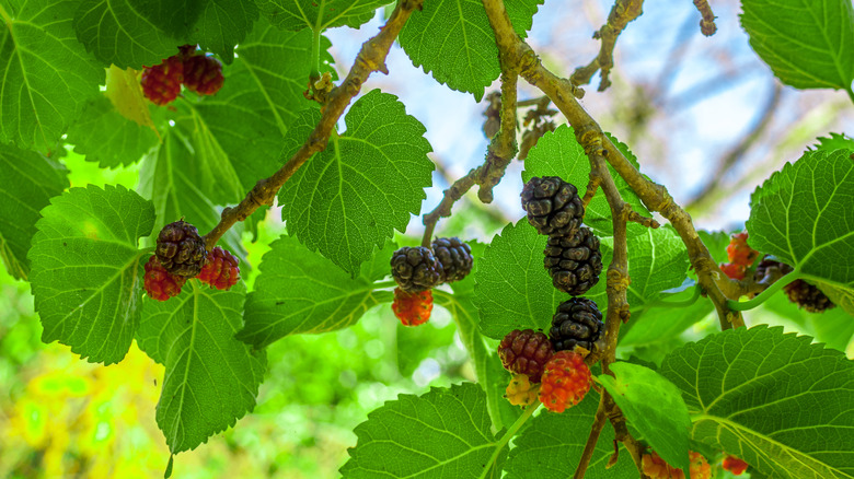 mulberries growing on tree