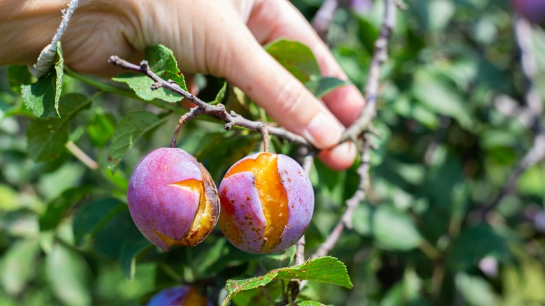 overripe fruit on branch