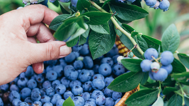 picking blueberries off bush