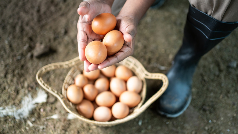 person holding chicken eggs