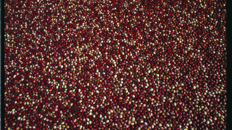 A vat of harvested cranberries