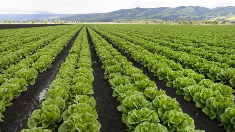 Fields of romaine lettuce