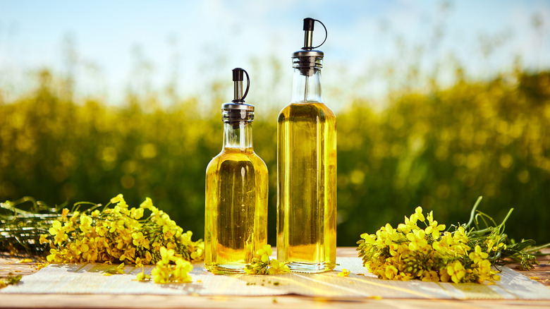 blooming rapeseed and canola oil