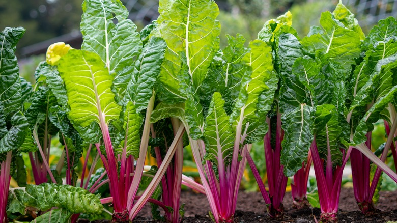 swiss chard growing in garden