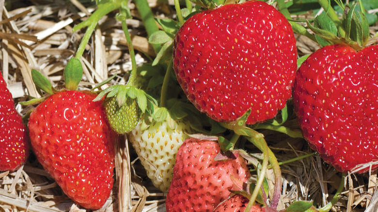 homegrown albion strawberries