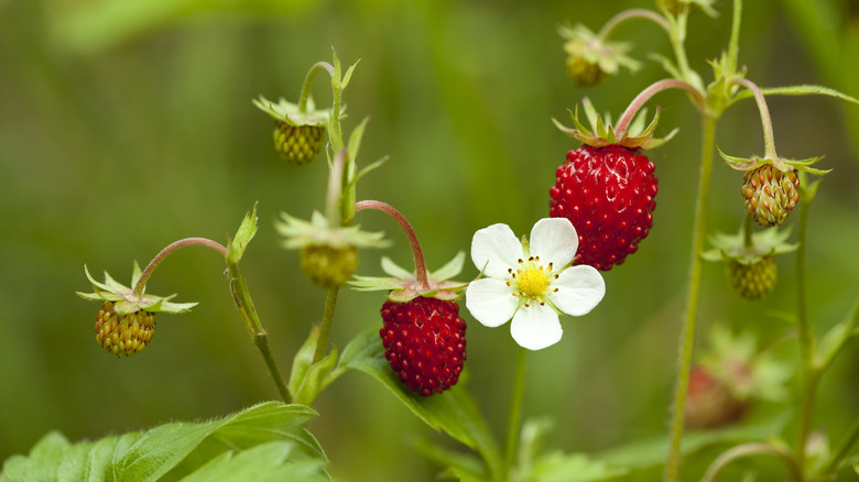 close up of alpine strawberry