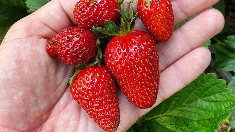 palm holding camarosa strawberries