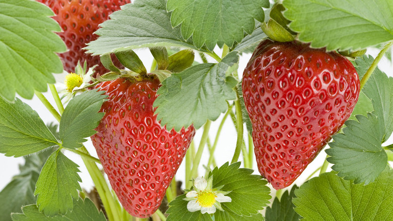 close up of chandler strawberry