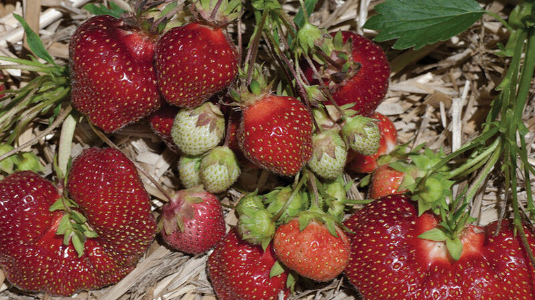 homegrown earliglow strawberries