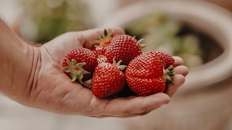 hand holding honeoye strawberries