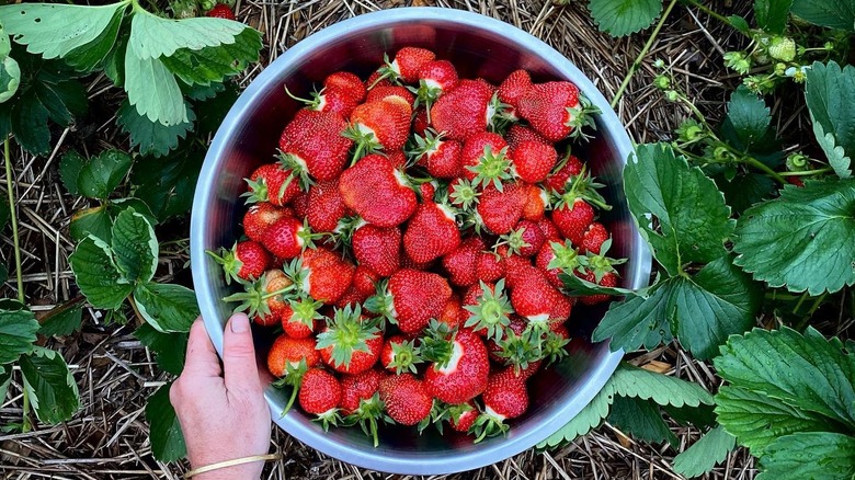 large bowl of jewel strawberries