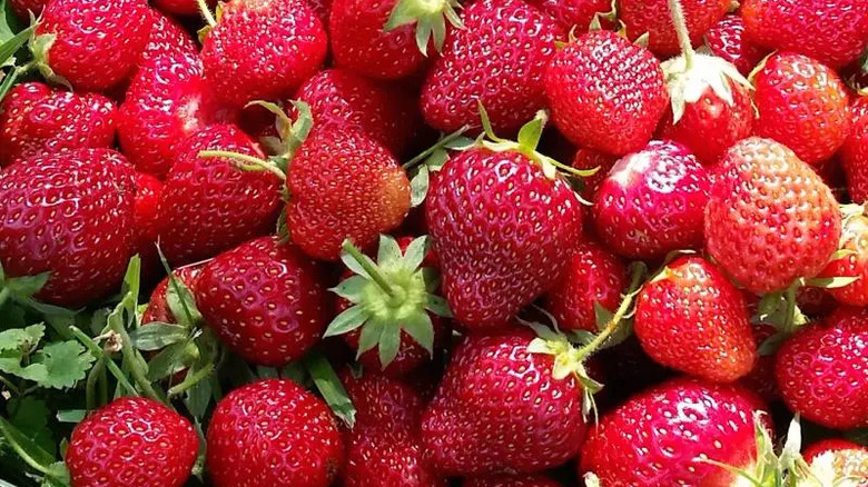 bunch of sequoia strawberries