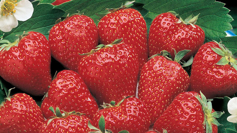 surecrop strawberries