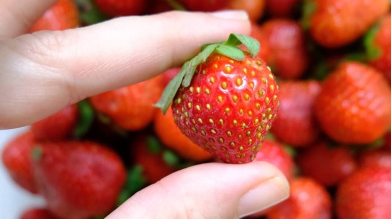 fingers holding sweet charlie strawberry