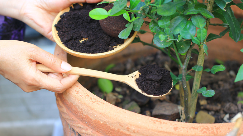 coffee grounds as plant fertilizer