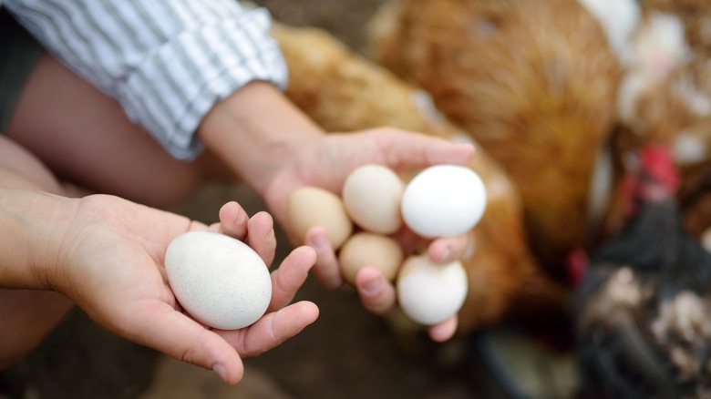 Person holding eggs