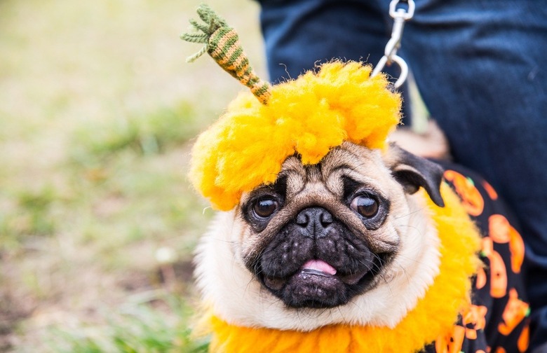 Pet Costumes