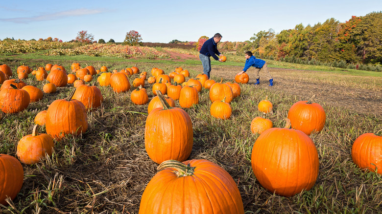 Father and son picking pumpkins